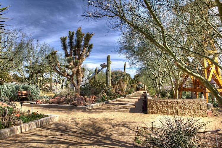 Cactuses in Springs Preserve