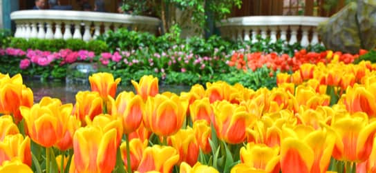 tulips at the Bellagio Gardens